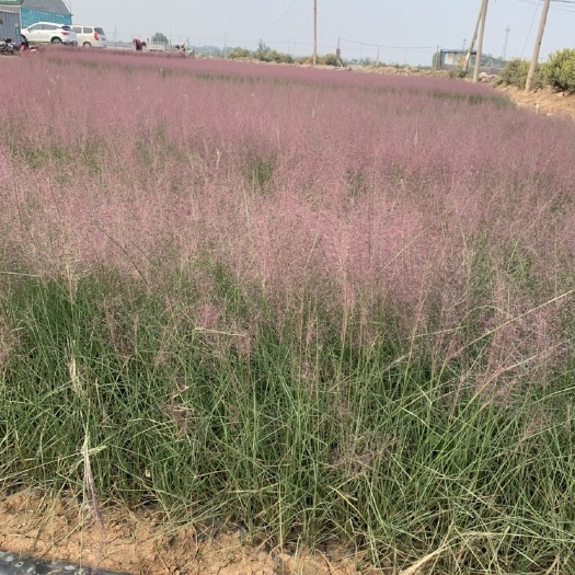 青州市 粉黛乱子草，种子，种苗