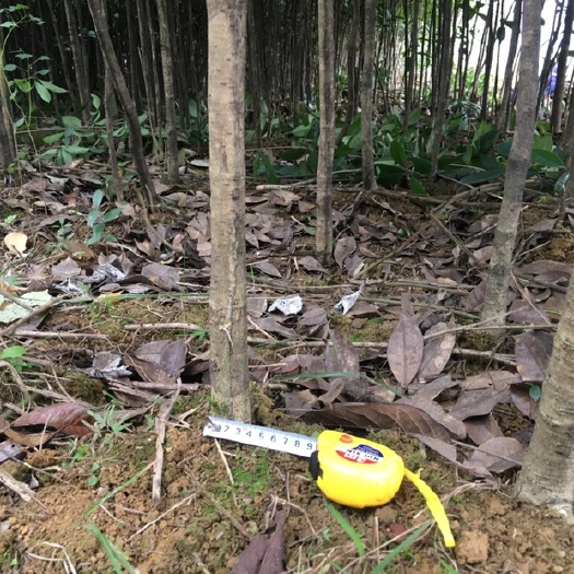 吉首市桂花树苗 桂花苗大处理
