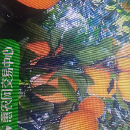 秭归县长虹脐橙 秭归品质长虹纽荷尔