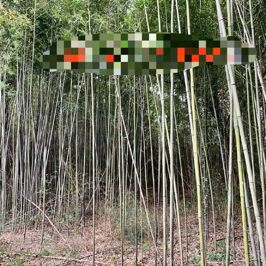 道县 菜架竹- 竹子基地直接供货