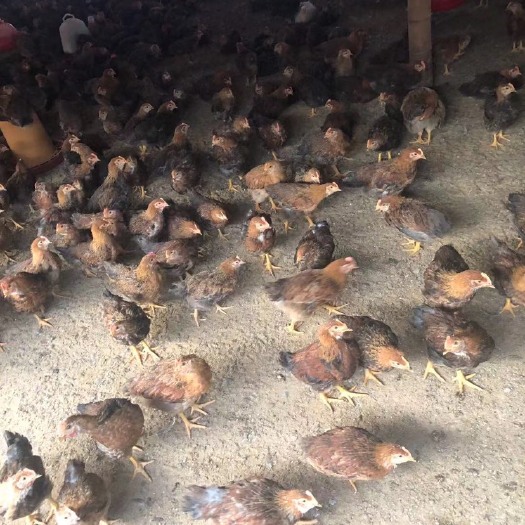广州清远麻鸡苗 清远麻
