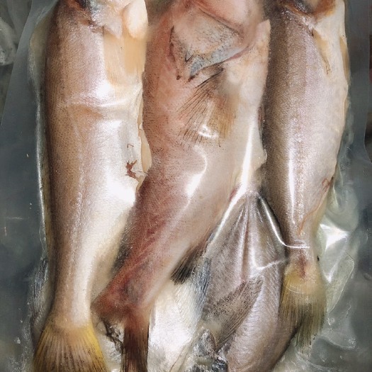 小黄鱼 海杂鱼 鲜活冷冻海产品现杀 新鲜海鲜水产 支持领样 厂家直销