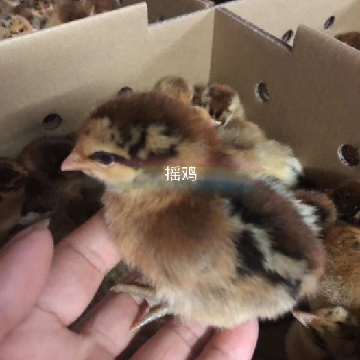 广州 瑶鸡苗