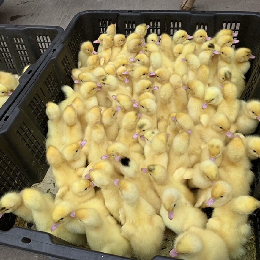 合肥番鸭苗