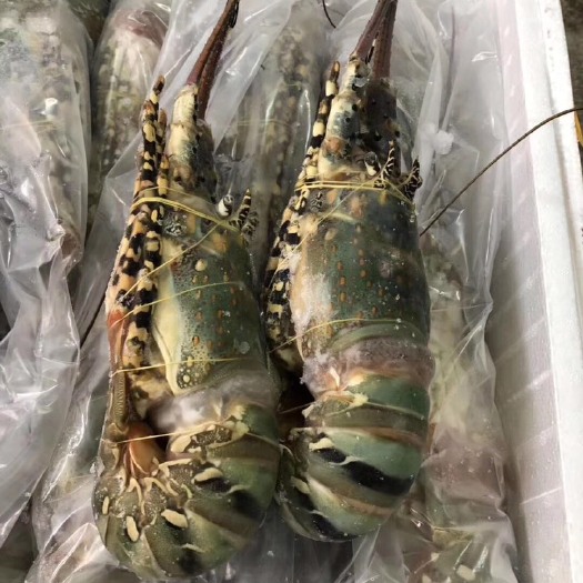 深圳小青龙虾 活冻小青龙（200-300G，300-400G）