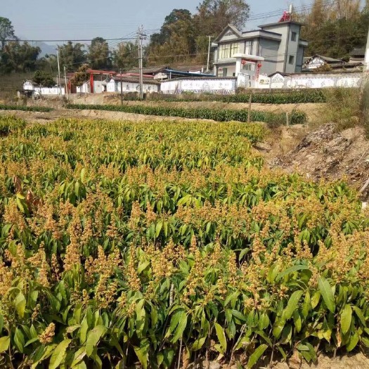 景东县景东晚熟芒果苗  景东晚芒嫁接苗