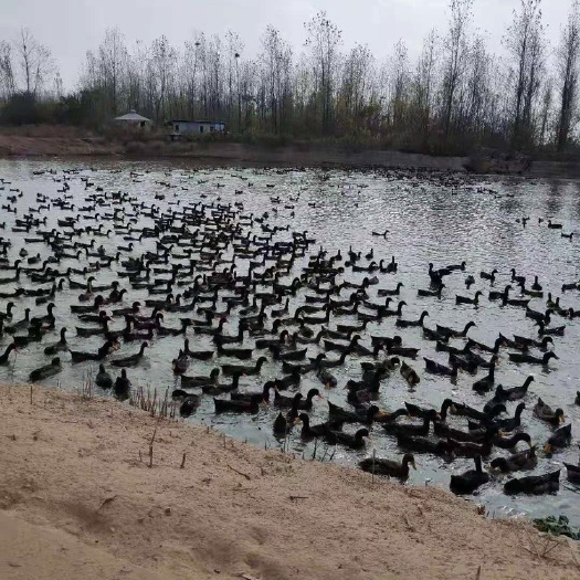  黑鸭