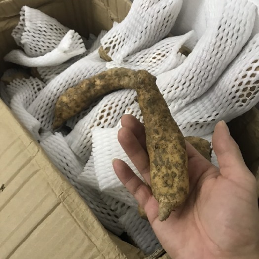 陆丰市 纯 新鲜天麻
