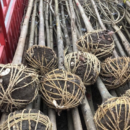 城固县七叶树，