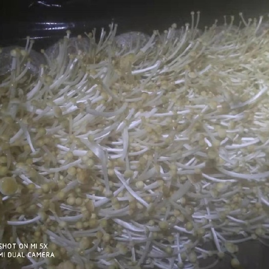 清丰县 量大质优价廉黄金针菇