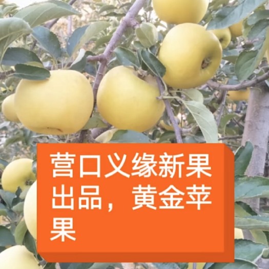 盖州市苹果树苗 黄金苹果，极优良的果实品质，肉质细脆，极耐贮存
