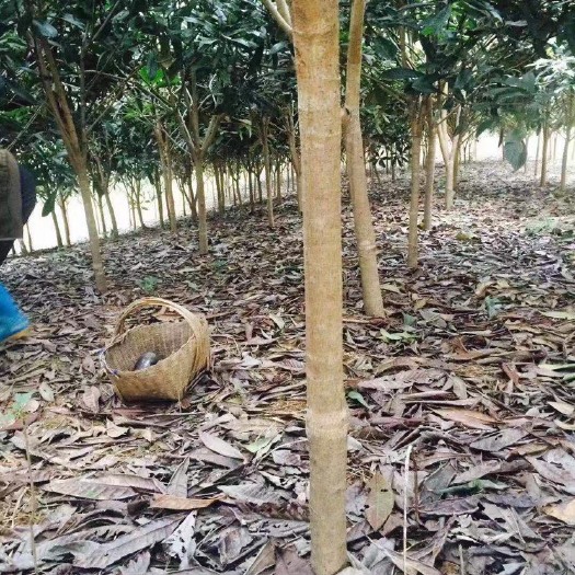 城固县贵妃枇杷苗 枇杷树