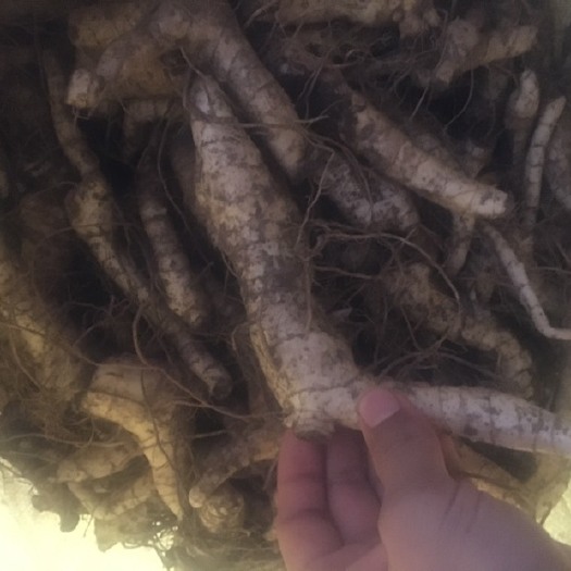 周至县 纯黄精（鸡头参）