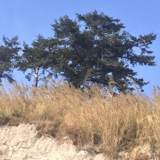 闽侯县杜松