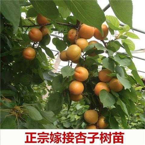 泰安 杏树苗早中晚熟品种1年以上