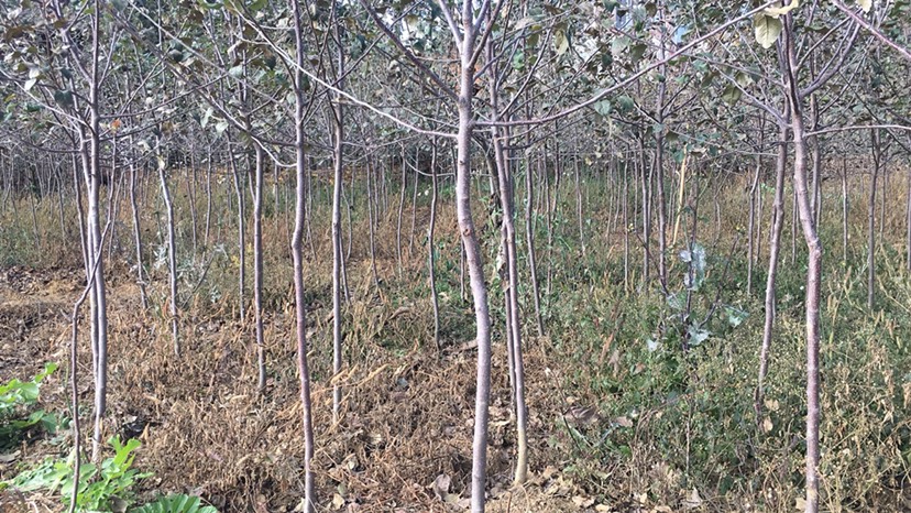 红富士苹果苗 苹果树2公分到3公分