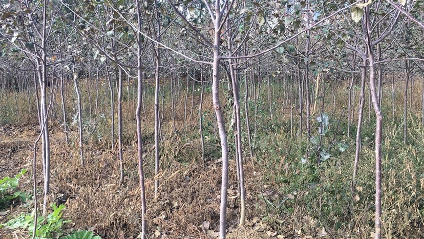 昭通红富士苹果苗 苹果树2公分到3公分