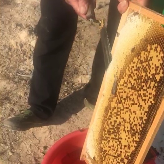 厦门 纯冬蜜，鸭掌木蜂蜜，1500斤批发出售