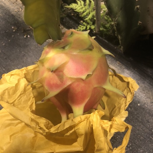 惠东县 红心火龙果蜜宝