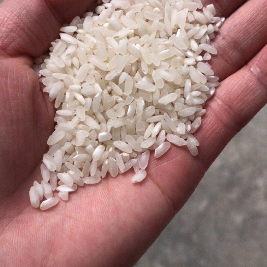 南宁香米 贵州中晚稻
