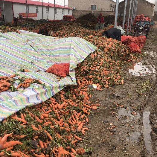 开封胡萝卜渣 商品红萝卜 红萝卜渣