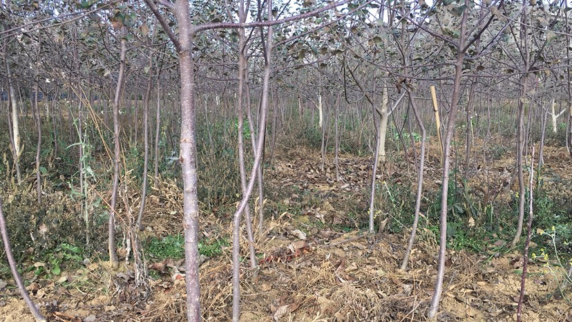 红富士苹果苗 苹果树2公分到3公分