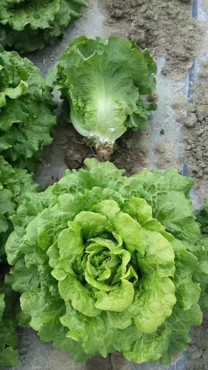 意大利半结球生菜 全年耐抽苔生菜 四季生菜种子袋装400克