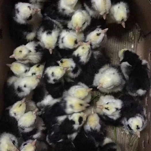 重庆市 贵妃鸡苗~贵妇鸡苗~英国纯种鸡苗，质量保证，运输包活