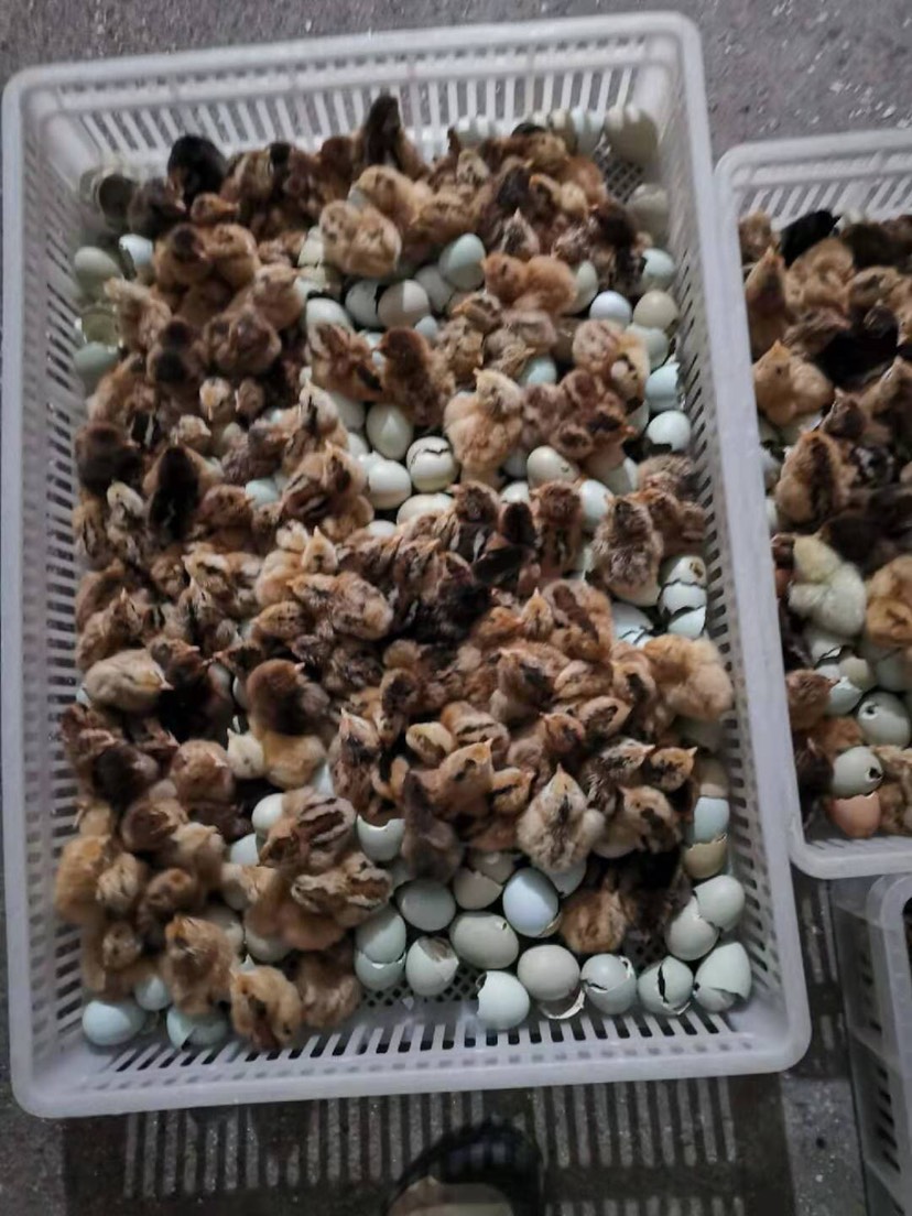 重庆永川 麻羽绿壳蛋鸡苗~高产绿壳蛋鸡种苗,年产绿壳蛋280枚