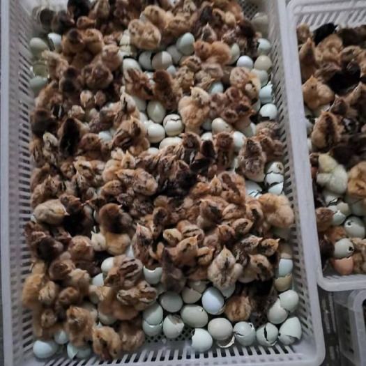 重庆市 麻羽绿壳蛋鸡苗~高产绿壳蛋鸡种苗，年产绿壳蛋280枚