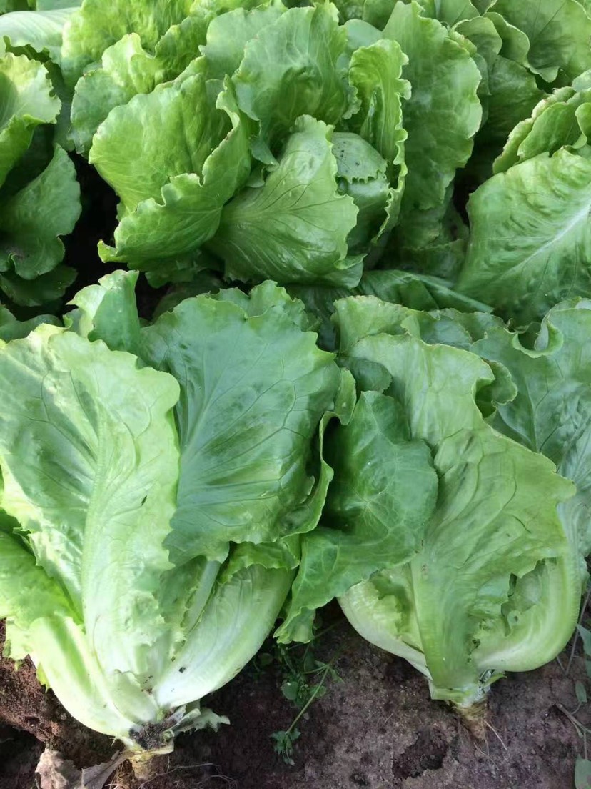 意大利半结球生菜 全年耐抽苔生菜 四季生菜种子袋装400克