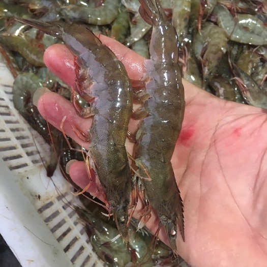 近缘新对虾  基围虾，冰鲜