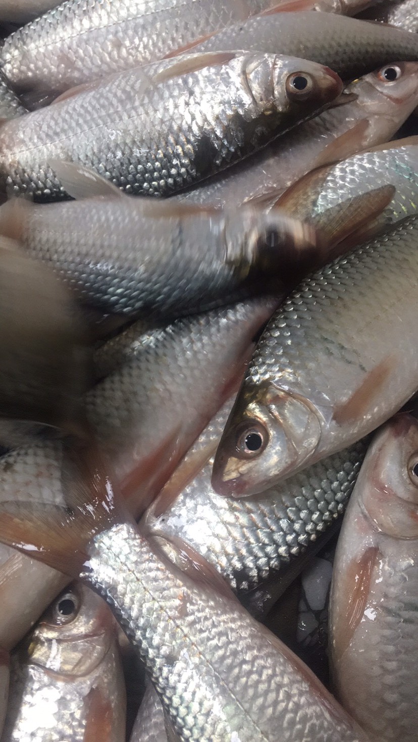 麥鯪魚原條活生猛鮮活魚華子魚廠家批發