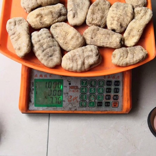 寻甸县 小草坝天麻