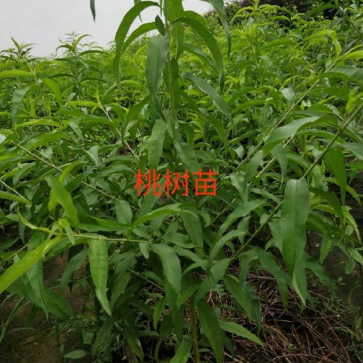武陟县 品种桃树苗