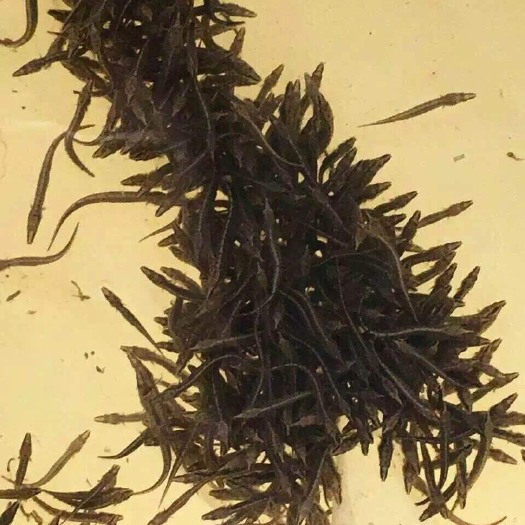 清远中华沙鳅苗 中华刺鳅+中华沙刺+包回收成品+技术指导+全国包邮