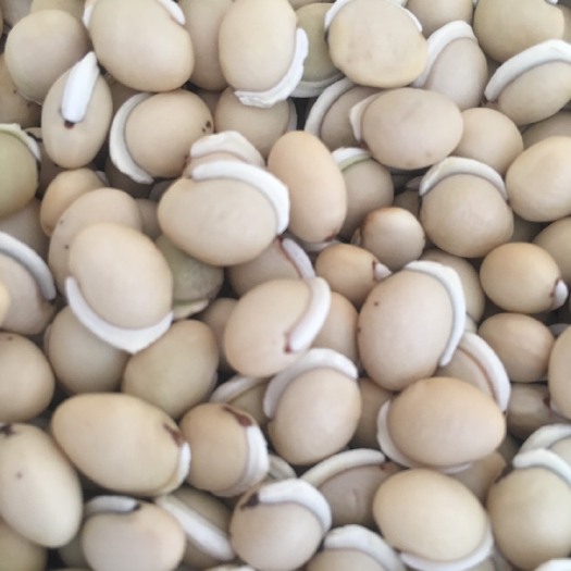 昆明干扁豆 白扁豆