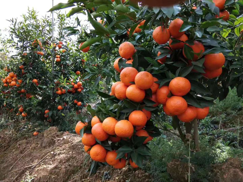  沃柑果色紅潤(rùn)，口感好，物美價(jià)廉歡迎新老顧客采購(gòu)