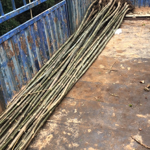 西华县 泡桐苗