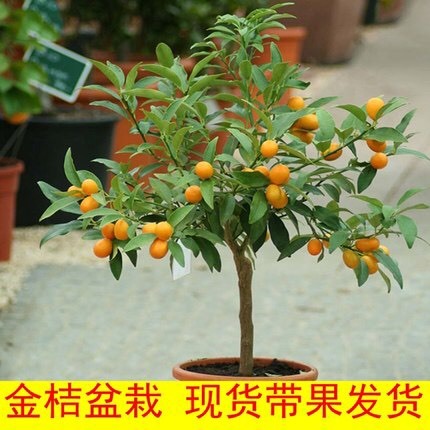 平邑县滑皮金桔苗 纯甜脆皮金桔带果发货甜脆l可口，. 嫁接桔子树苗，带原土带果