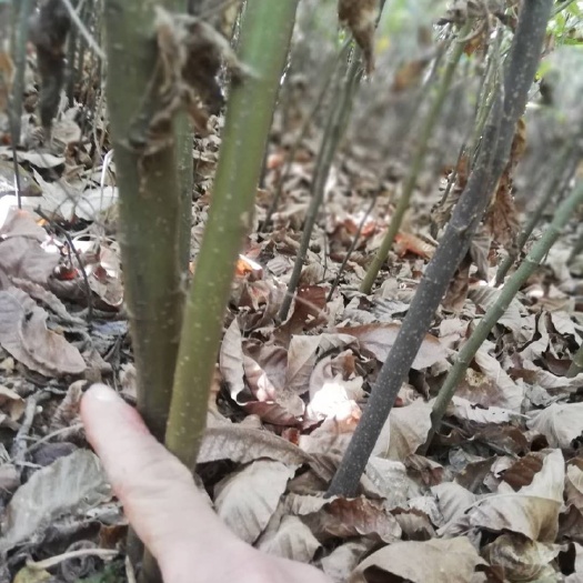 阳朔县大红袍板栗苗 板栗苗