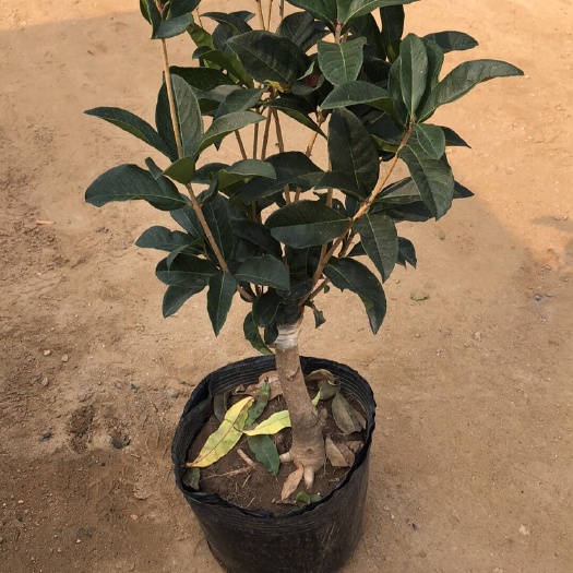 平邑县桂花树苗 桂花包邮四季桂花 桂花苗嫁接桂花盆栽地栽庭院树苗四季桂