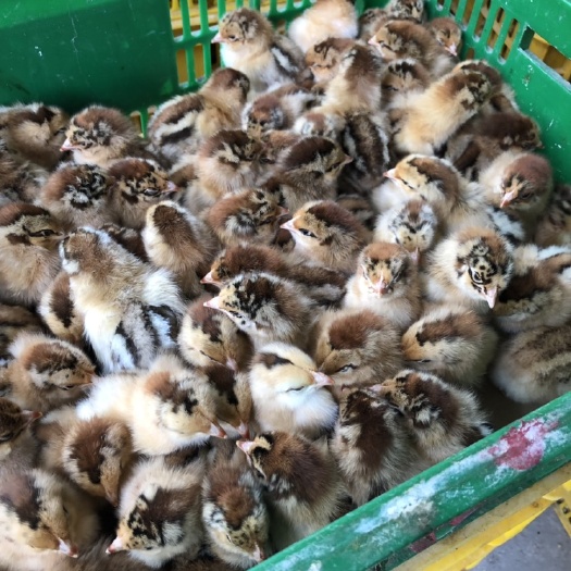 南宁 良凤花鸡苗 麻鸡苗 正规养殖孵化场供应  包打疫苗