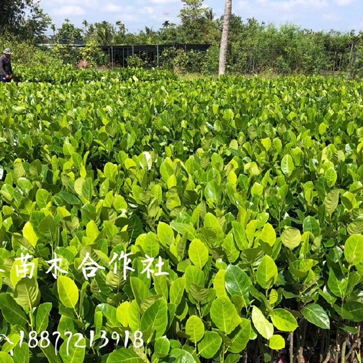 龙州县越南菠萝蜜苗 泰国菠萝蜜8号果苗，好的东西不需要吹嘘，要分享给大家。