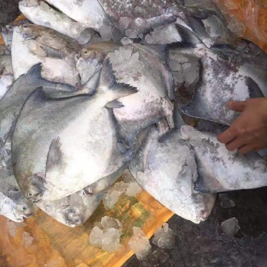 阳江斗鲳 冰鲜