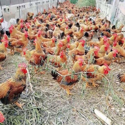 昆明 K9快大型鸡苗