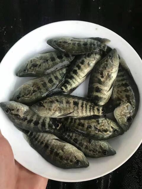 清远 石斑鱼苗批发+淡水石斑鱼苗+技术指导+全国发货