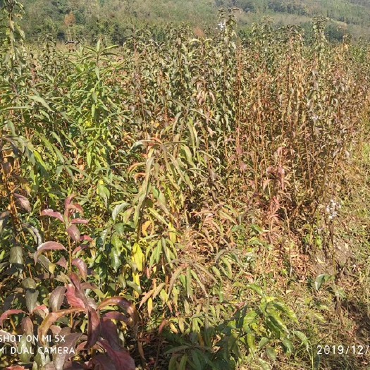 邛崃市蜂糖李树苗 蜂糖李，青脆李，半边红