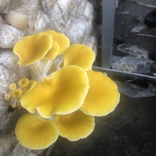 上海 黃金菇