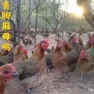 广州 正宗青脚麻母鸡苗